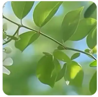 英语六级真题（2024年英语六级真题）